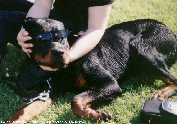 Photo de Rottweiler