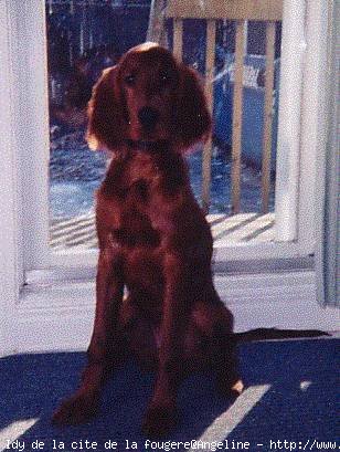 Photo de Setter irlandais rouge