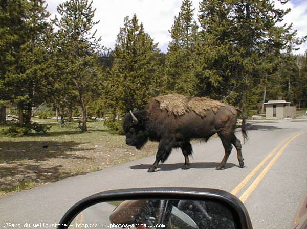 Photo de Bison