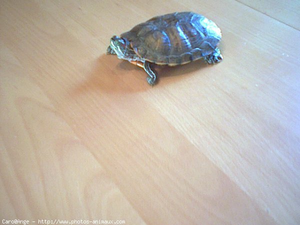 Photo de Tortue