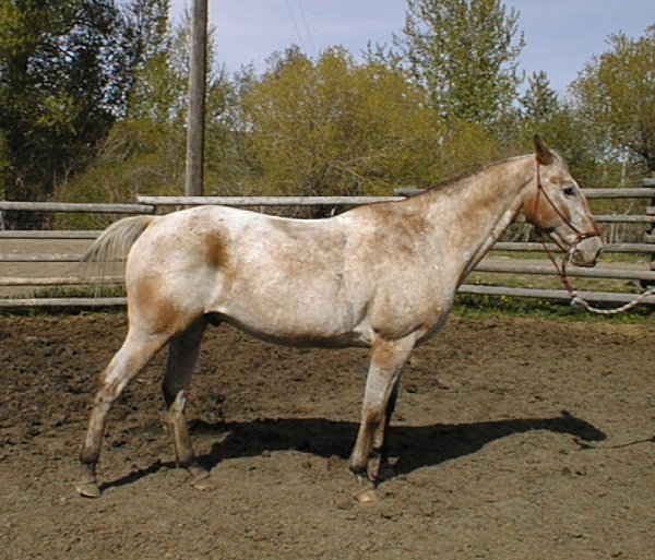 Photo de Quarter horse