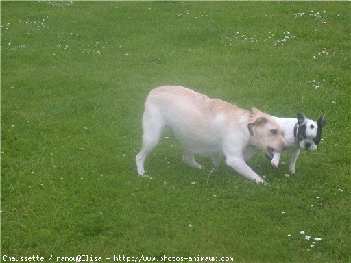 Photo de Bouledogue franais