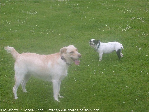 Photo de Bouledogue franais