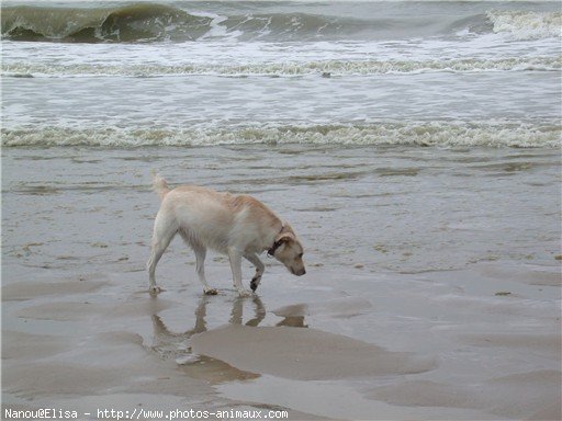 Photo de Races diffrentes