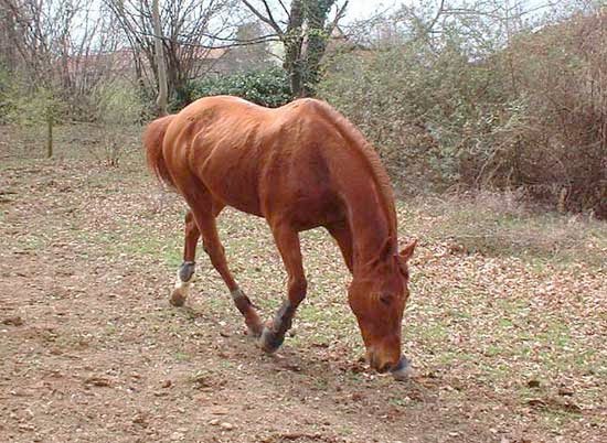 Photo de Trotteur franais