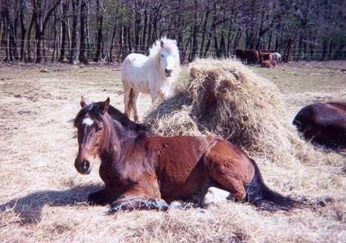 Photo de Poney franais de selle