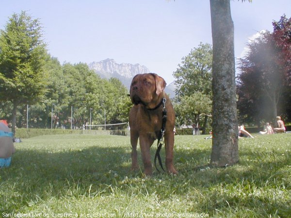 Photo de Dogue de bordeaux