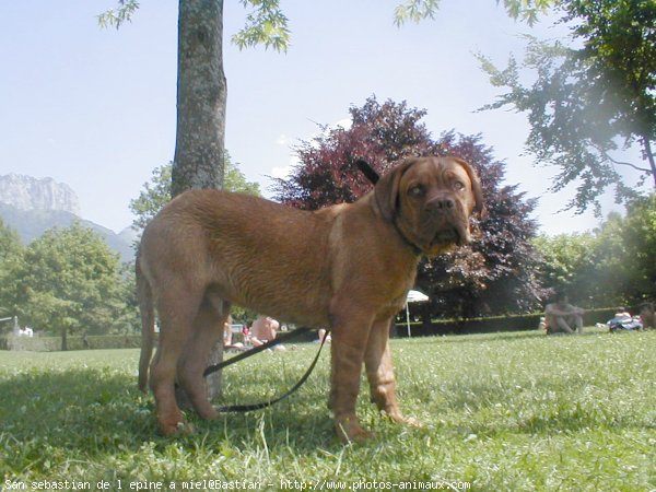 Photo de Dogue de bordeaux