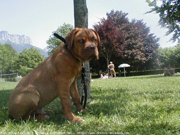 Photo de Dogue de bordeaux