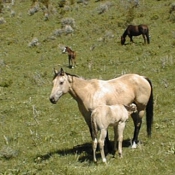 Photo de Quarter horse