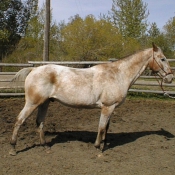 Photo de Quarter horse