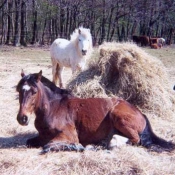 Photo de Poney franais de selle