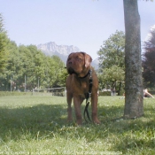 Photo de Dogue de bordeaux