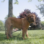 Photo de Dogue de bordeaux