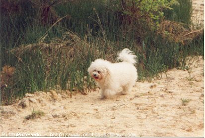 Photo de Bichon  poil fris