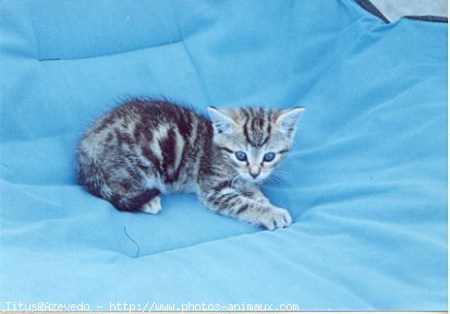 Photo de Chat domestique