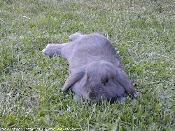 Photo de Lapin