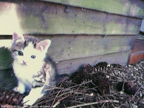 Photo de Chat domestique