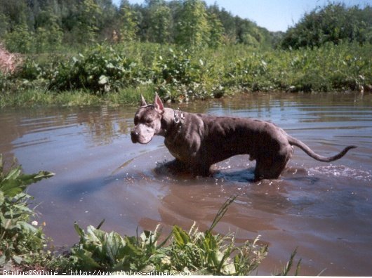 Photo de Dogue allemand