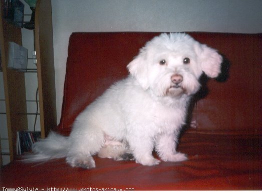 Photo de Bichon  poil fris