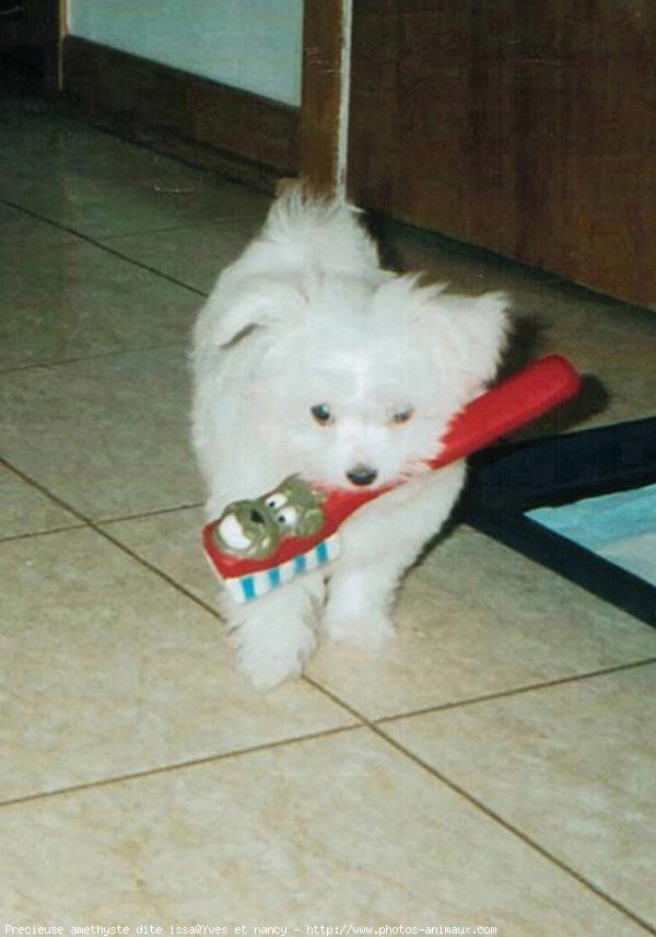 Photo de Bichon maltais