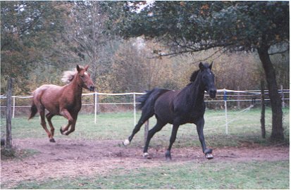 Photo de Trotteur franais