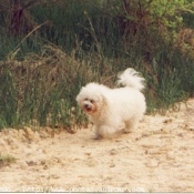 Photo de Bichon  poil fris