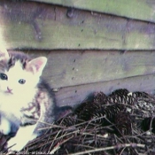 Photo de Chat domestique