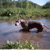 Photo de Dogue allemand