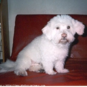 Photo de Bichon  poil fris