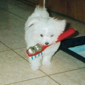 Photo de Bichon maltais