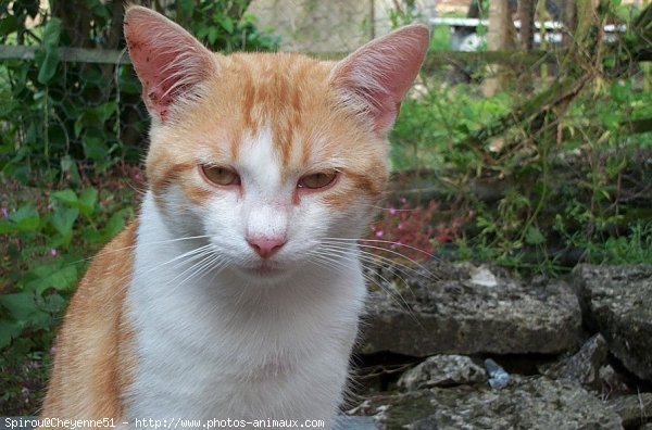 Photo de Chat domestique