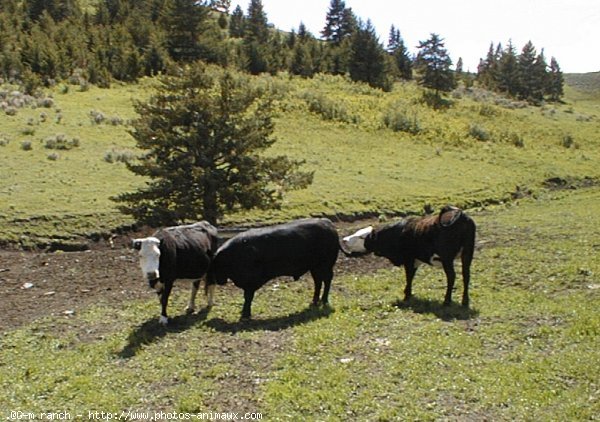 Photo de Vache