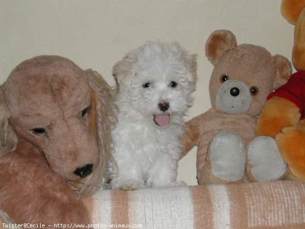 Photo de Coton de tulear