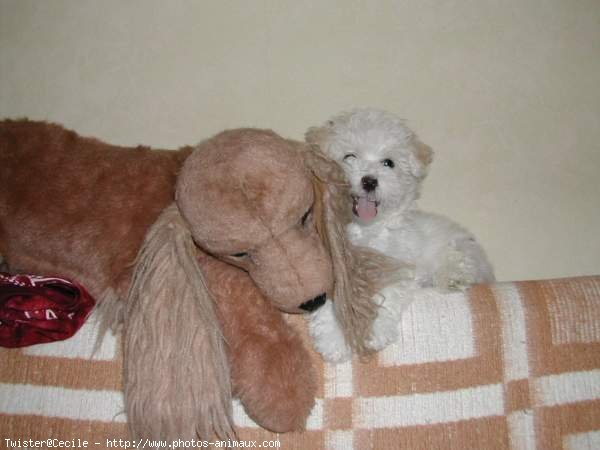 Photo de Coton de tulear