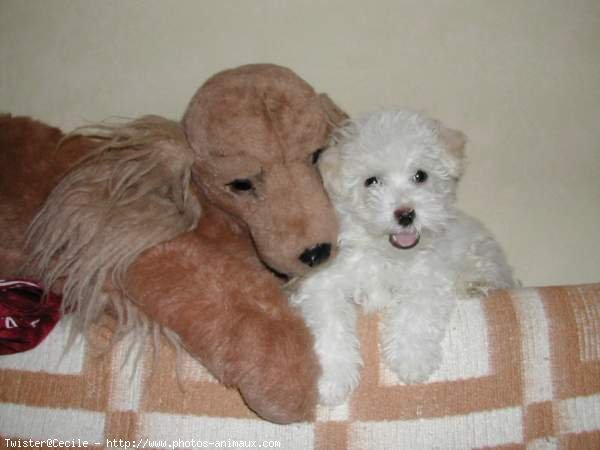 Photo de Coton de tulear