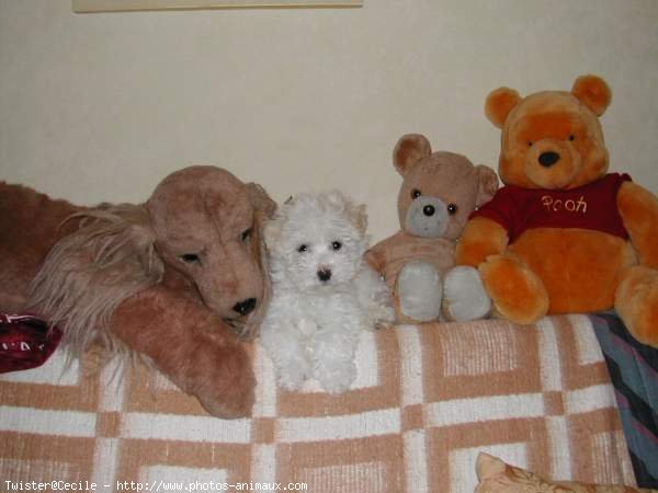 Photo de Coton de tulear