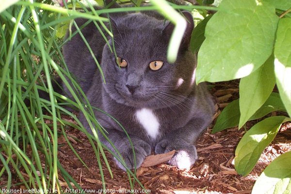 Photo de Chartreux