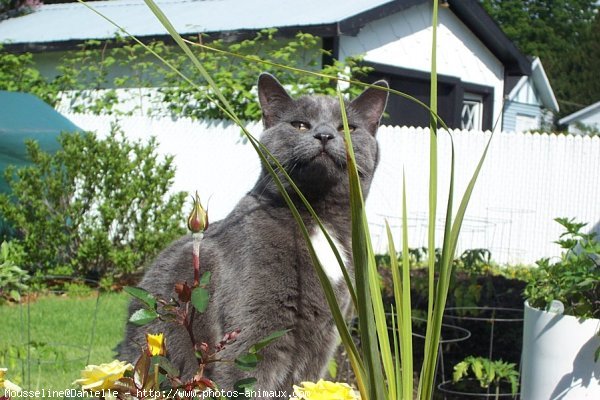 Photo de Chartreux