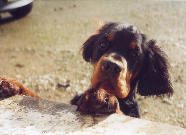 Photo de Setter gordon