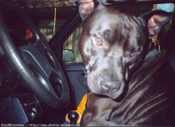 Photo d'American staffordshire terrier