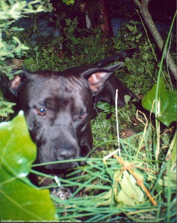 Photo d'American staffordshire terrier