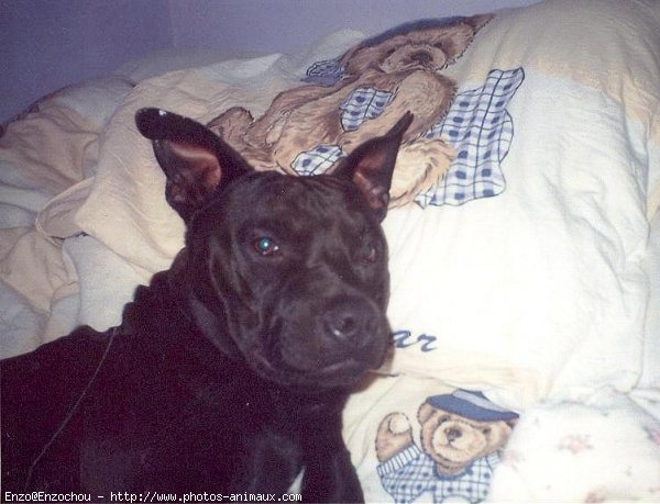 Photo d'American staffordshire terrier