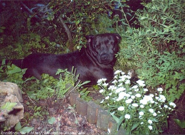 Photo d'American staffordshire terrier