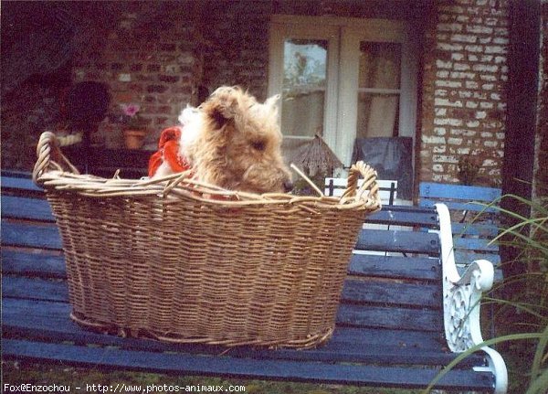 Photo de Fox terrier  poil dur