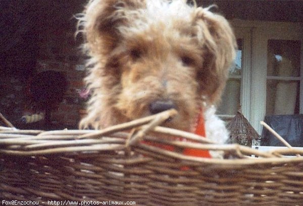 Photo de Fox terrier  poil dur