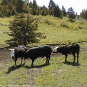 Photo de Vache