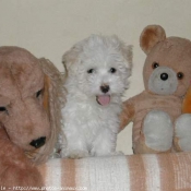 Photo de Coton de tulear