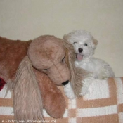 Photo de Coton de tulear