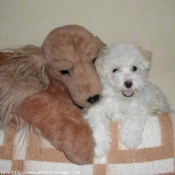 Photo de Coton de tulear